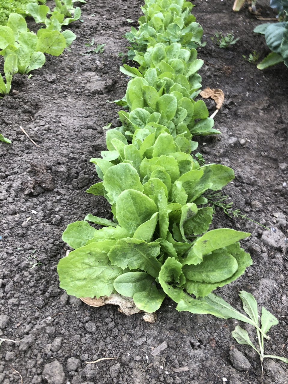 Winter andijvie planten