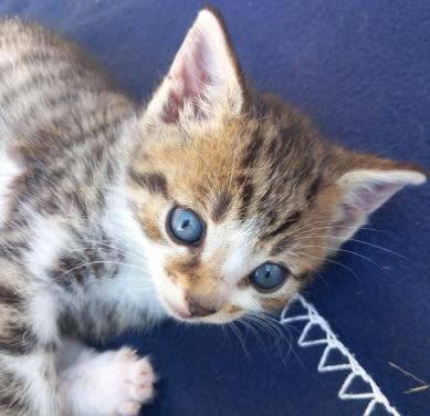 Prachtig nestje van 5 kittens