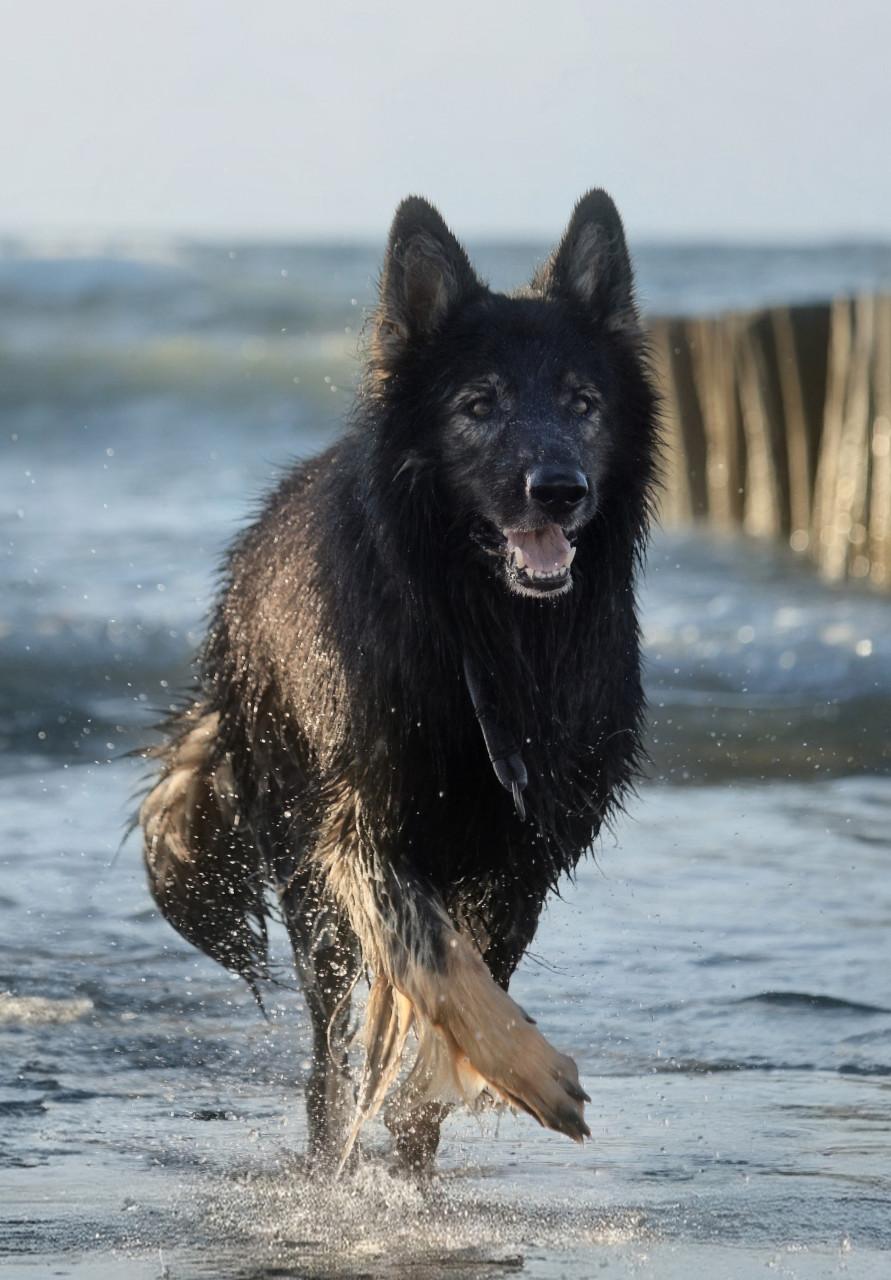Dieren fotoshoot