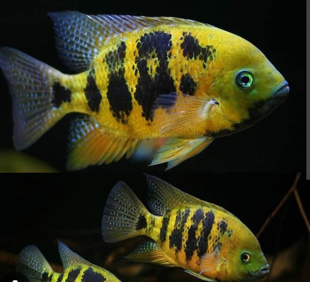 Trio Bocourti cichliden