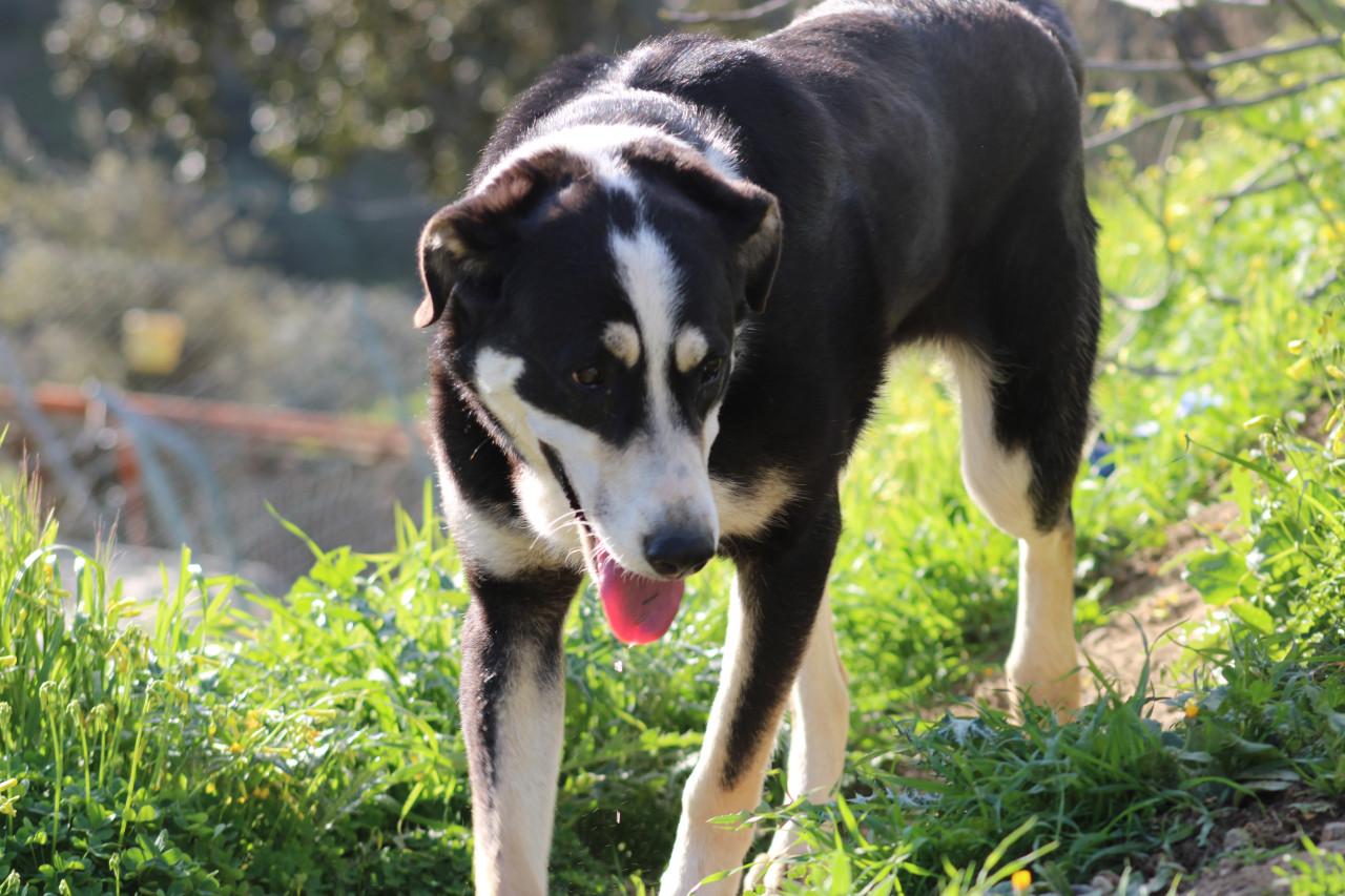 Alora Dog Rescue: Bibi wacht al zo lang op het juiste baasje