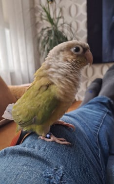 Redelijk tamme pyrrhura molinae