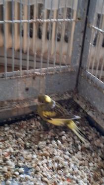 Kanarie pop geel met groen