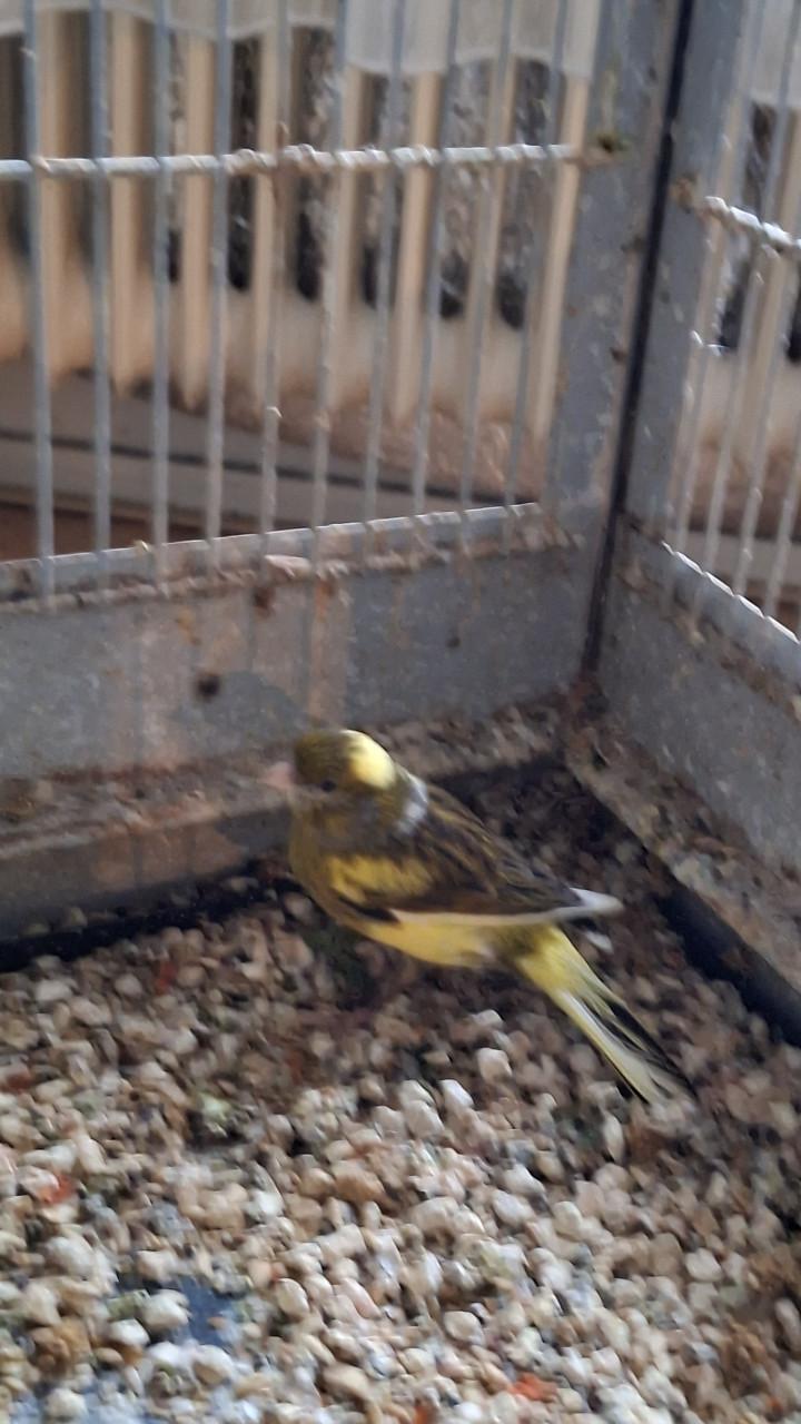 Kanarie pop geel met groen