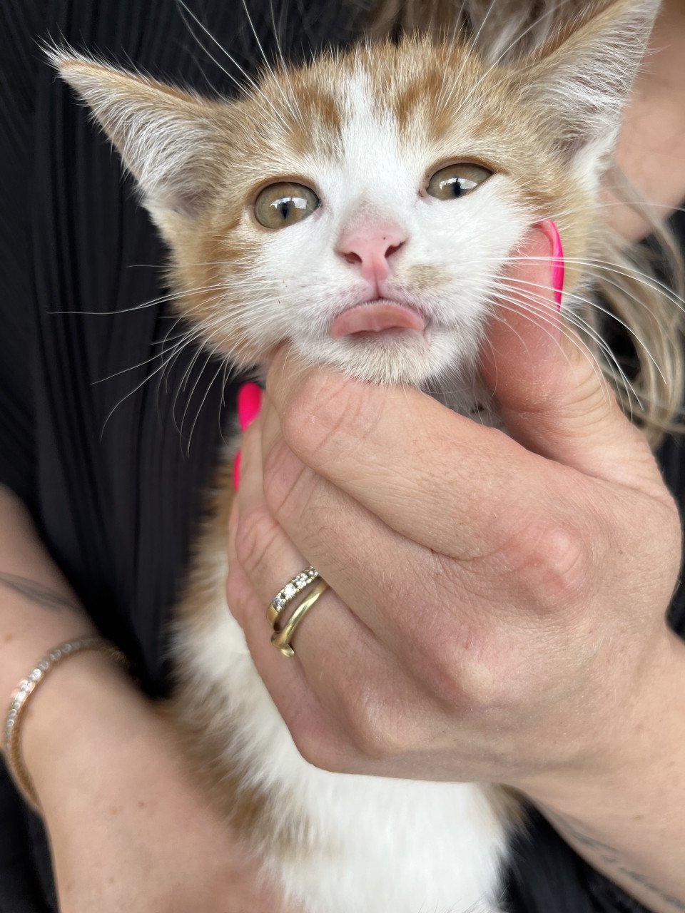 Kitten