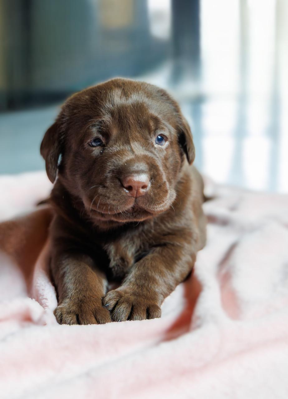 Chocolade Bruine Labrador Pups