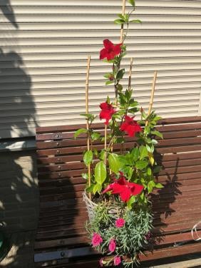 Kleurrijke bloemenmand