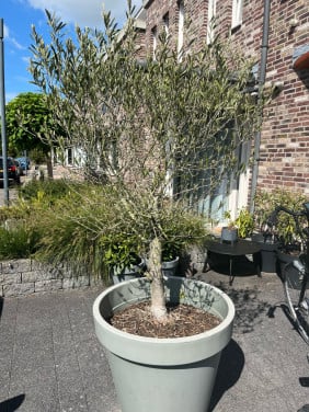 Grote Olijfboom incl pot