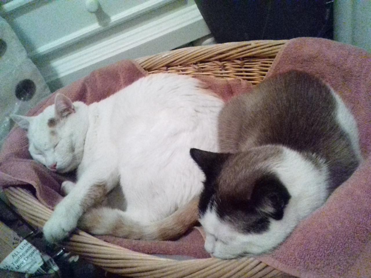VERMIST onze kater op Schouwen