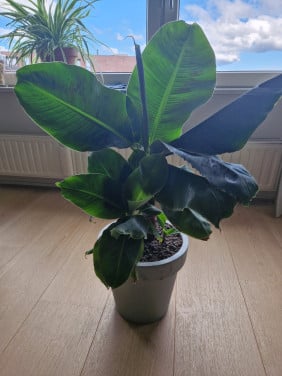 Kamerplant