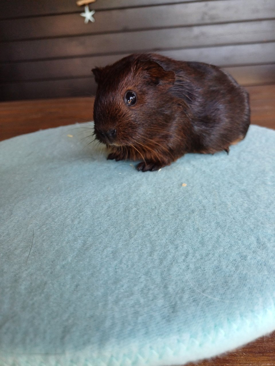Diverse leuke cavia's aangeboden.