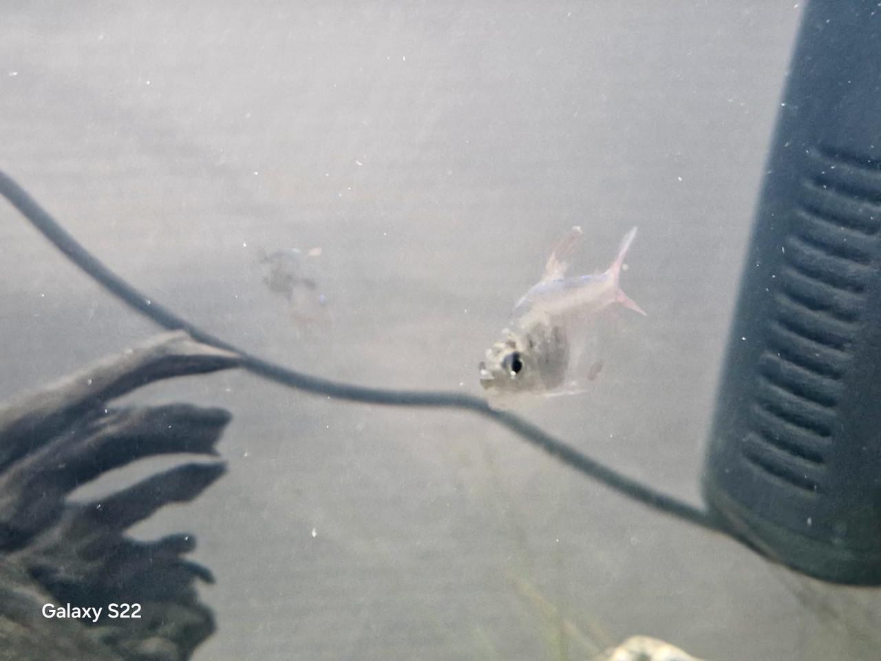 Compleet aquarium 70 liter 56 cm br 33 diep x 40 hoog