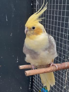 Diverse kleuren valkparkieten