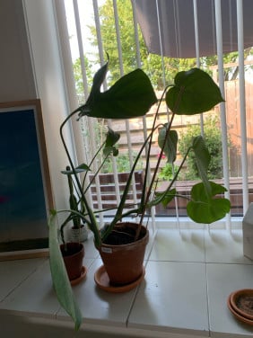 2 monstera’s
