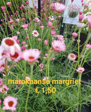 Tuinplanten OUDELANDE
