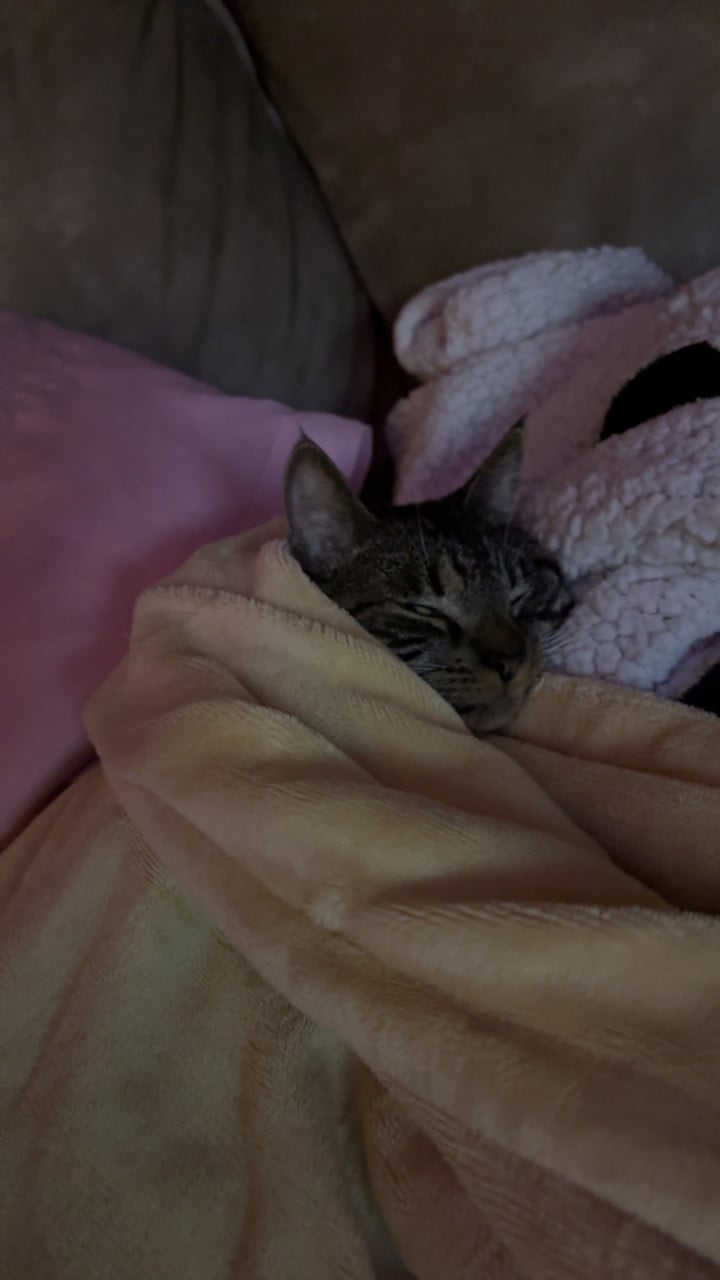 2 super lieve katten