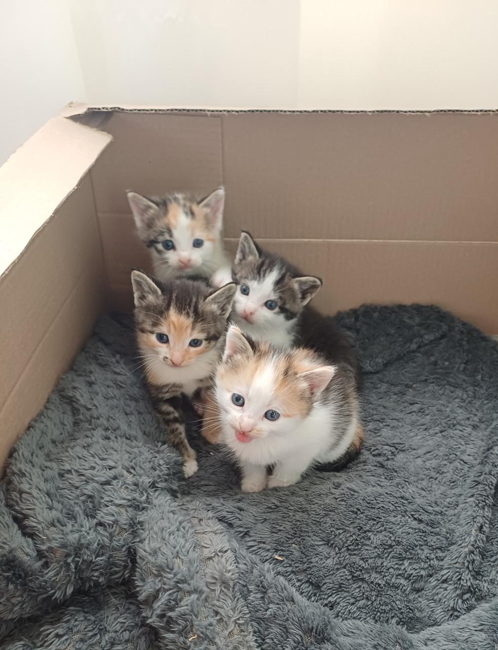 Kittens