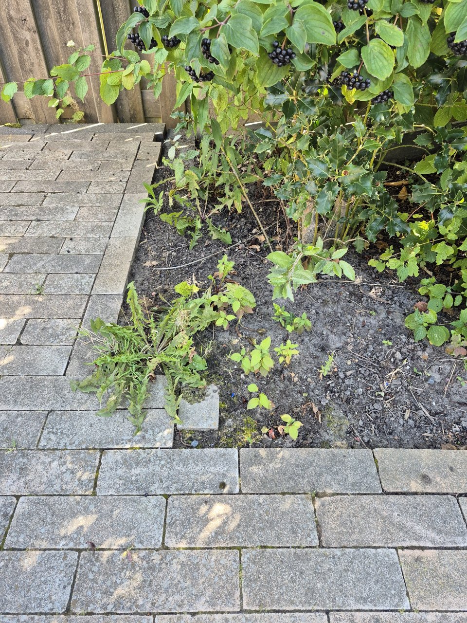 Tuinman nodig? Ik ben beschikbaar!!