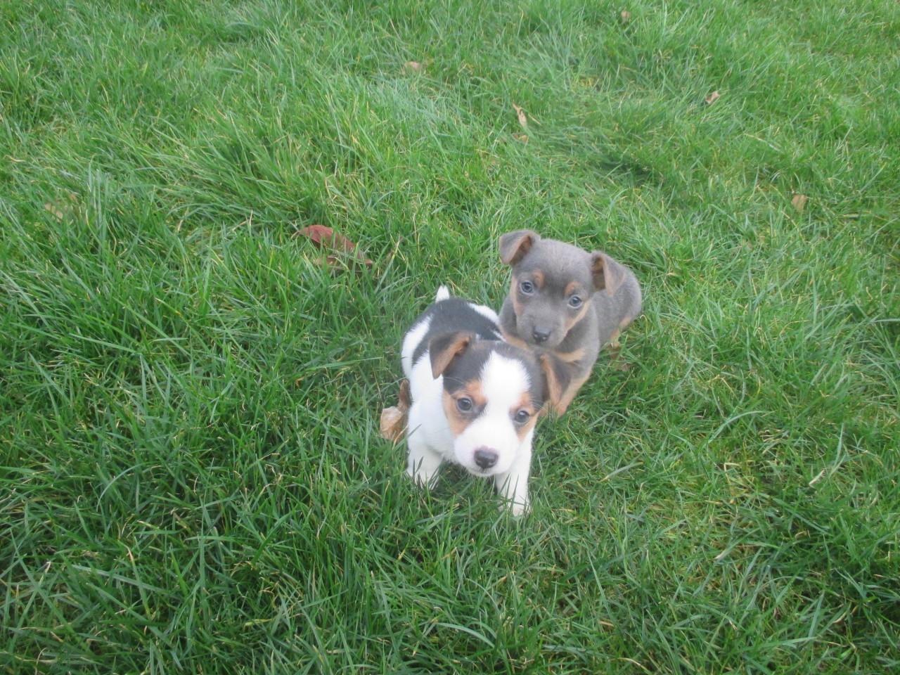 Mooie jack russell pups