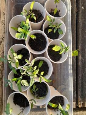 Tomatenplantjes