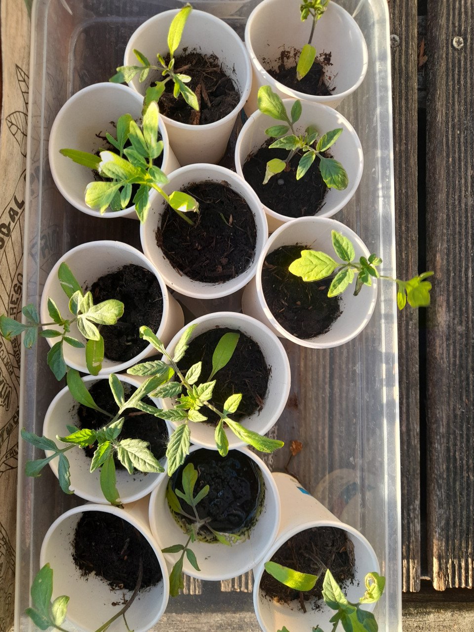 Tomatenplantjes