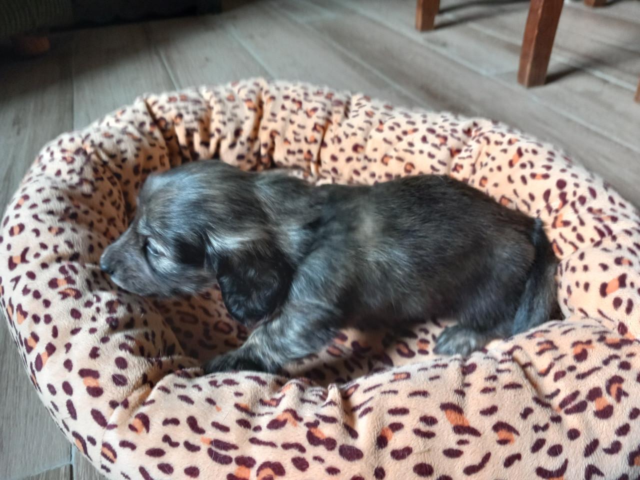 Teckelpuppies langharige