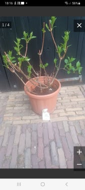 Hortensia