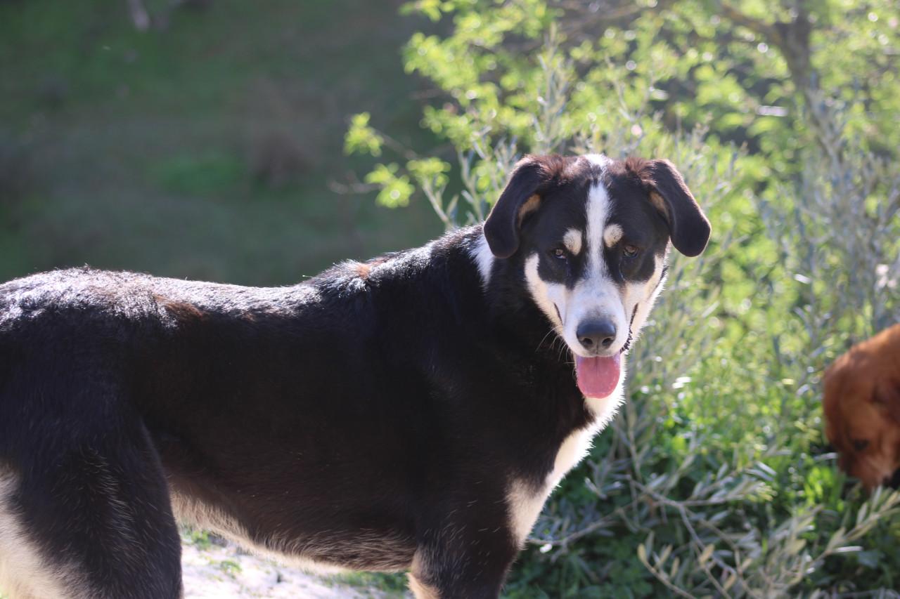 Alora Dog Rescue: Bibi wacht al zo lang op het juiste baasje