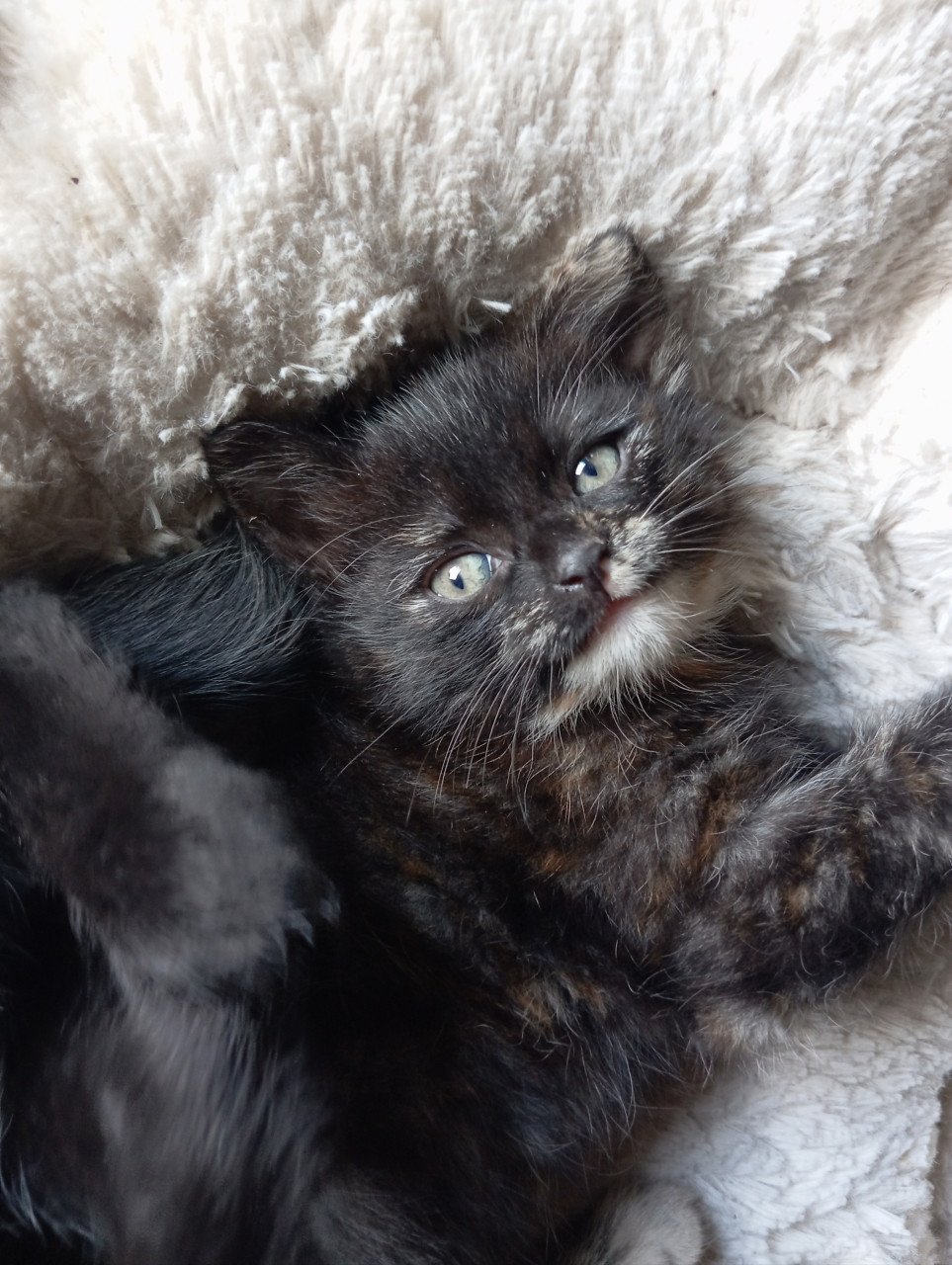 Kitten - vrouwtje