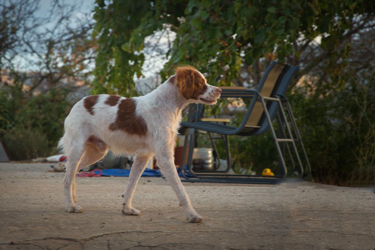 Deze superlieve hond zoekt en lief baasje