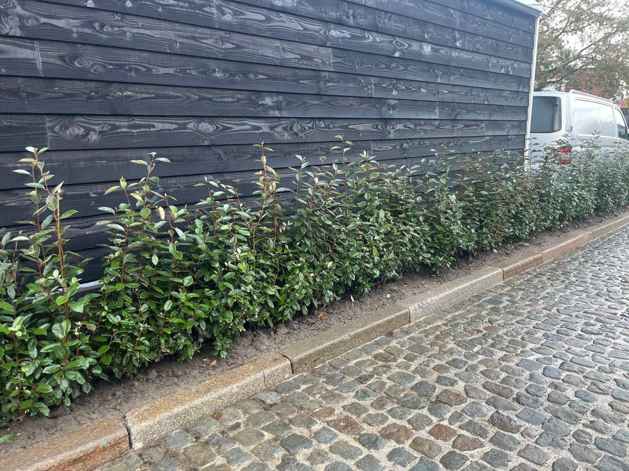 Olijfwilg (Elaeagnus)