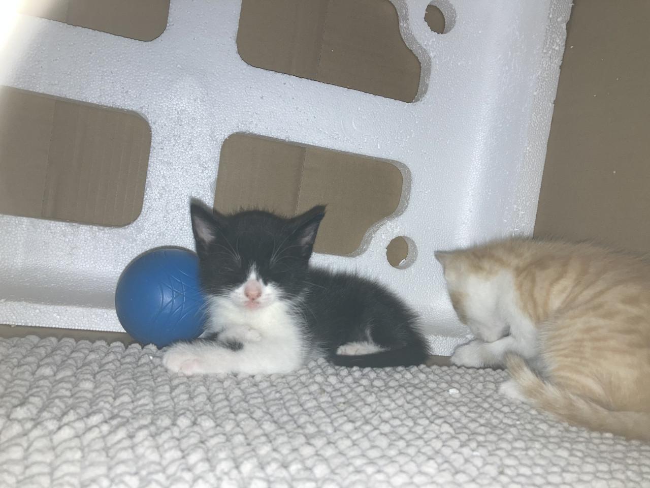 Kittens