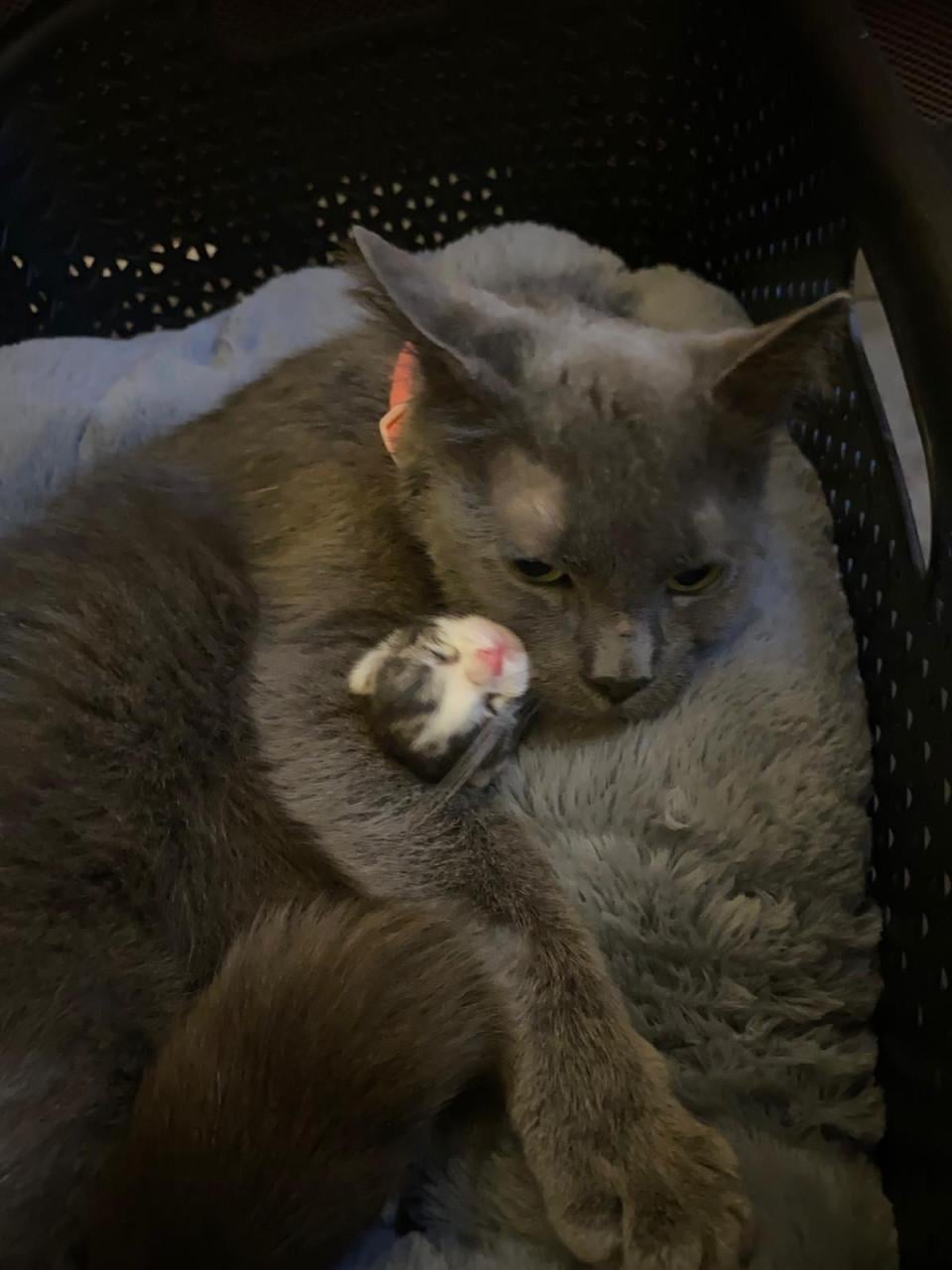Kittens