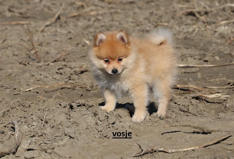 Pomeriaan pups ( teefjes )
