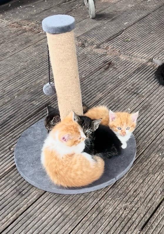 Lieve kittens te koop (GECHIPT EN GEËNT)