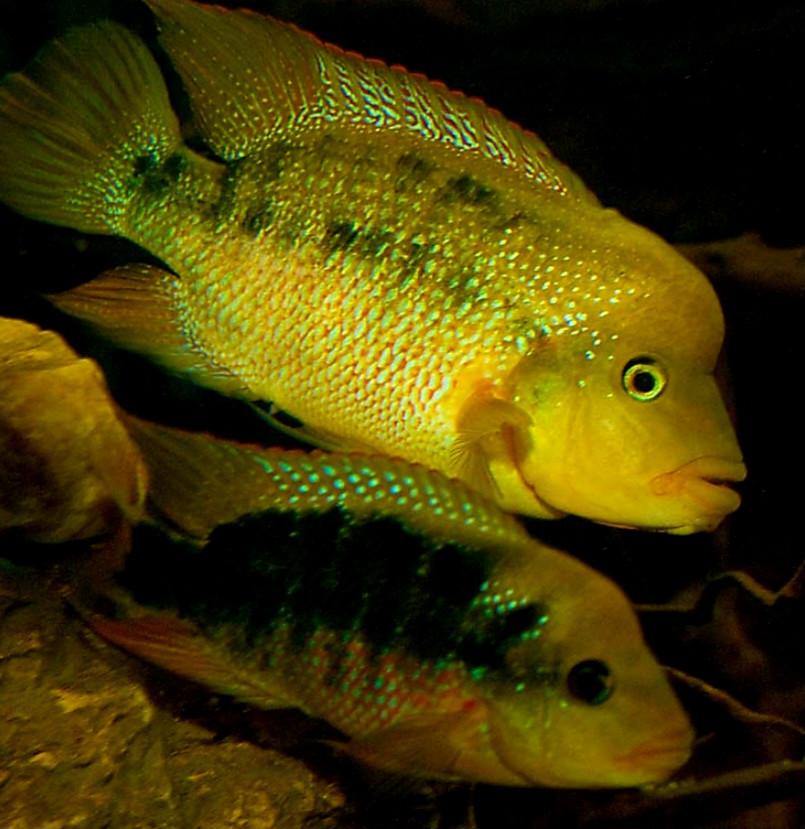 Trio onverwante cichliden