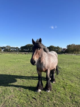 Trekpaard merrie