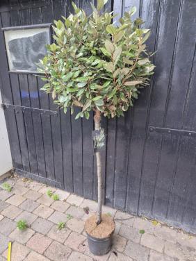 Olijfwilg op stam groenblijvend in diverse maten