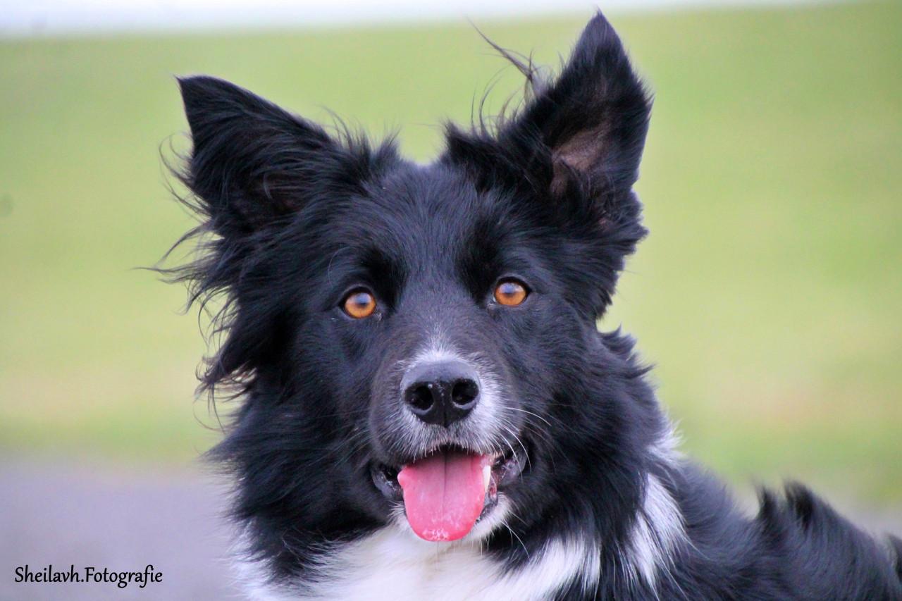 Fotoshoot