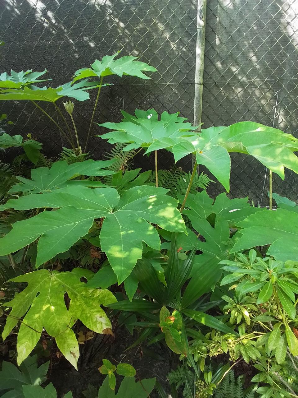 Tetrapanax, Chinese rijstpapierplant.