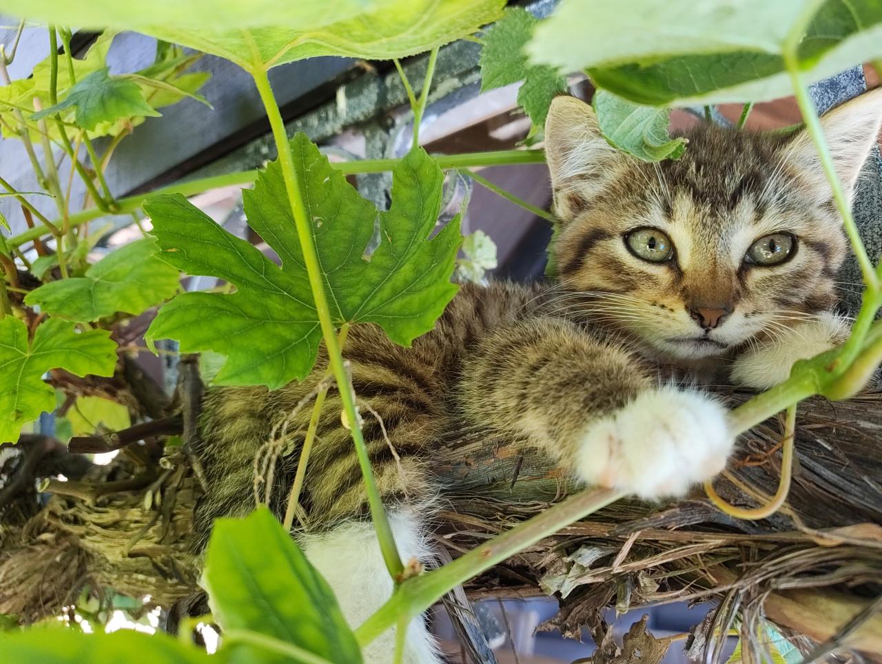 Gratis kittens