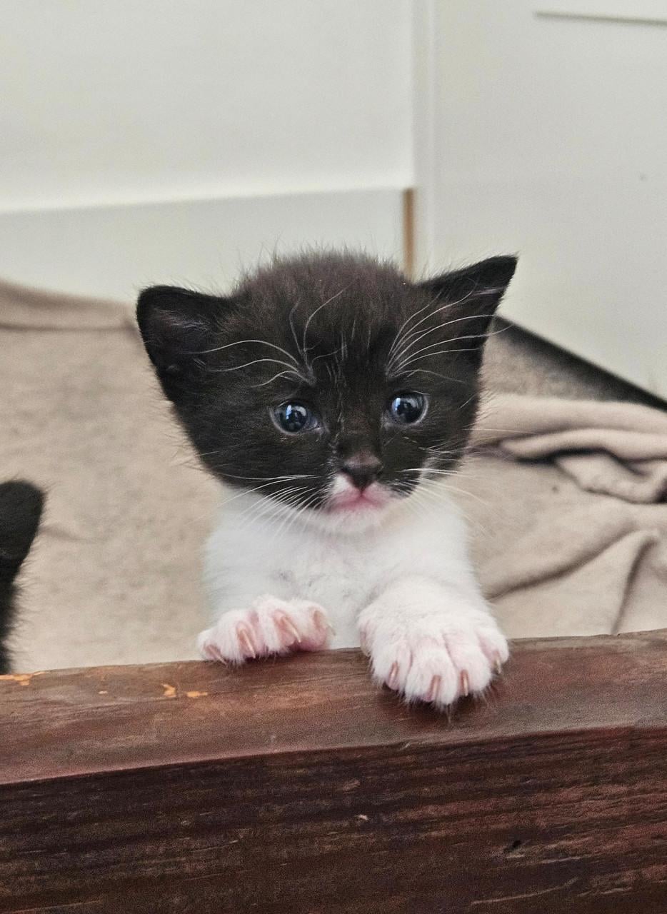 Kittens te koop