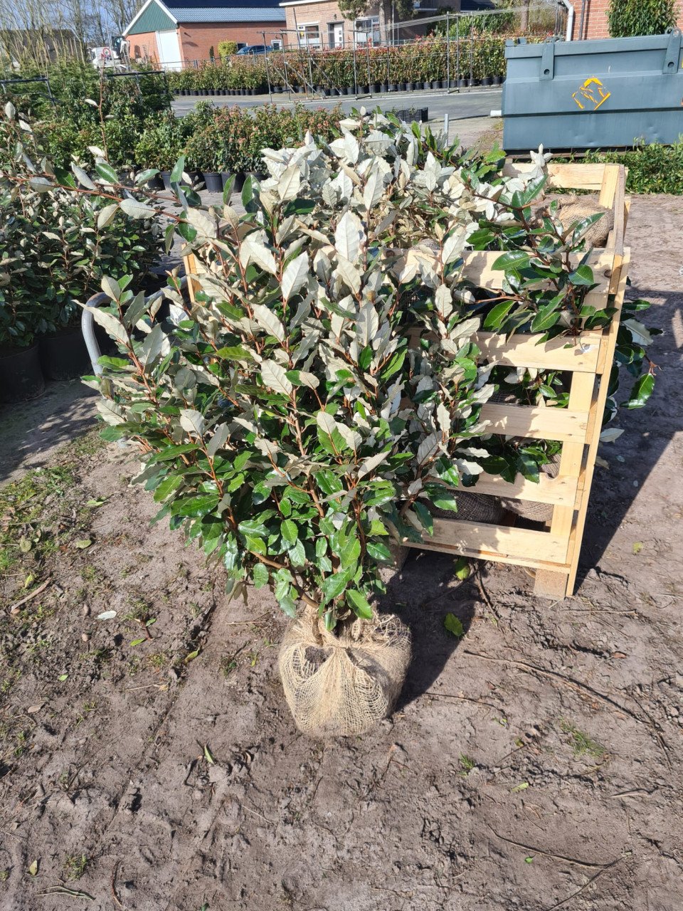 Olijfwilg compacta haagplanten