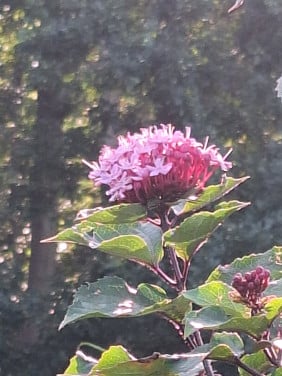 Pindakaas plant