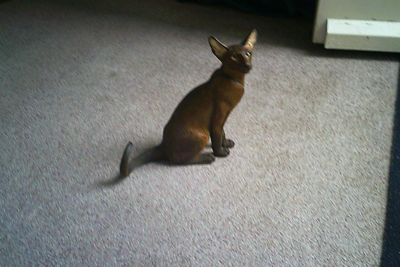LEVENSECHT beeld SIAMESE KAT - uitgave van Fine Art ...
