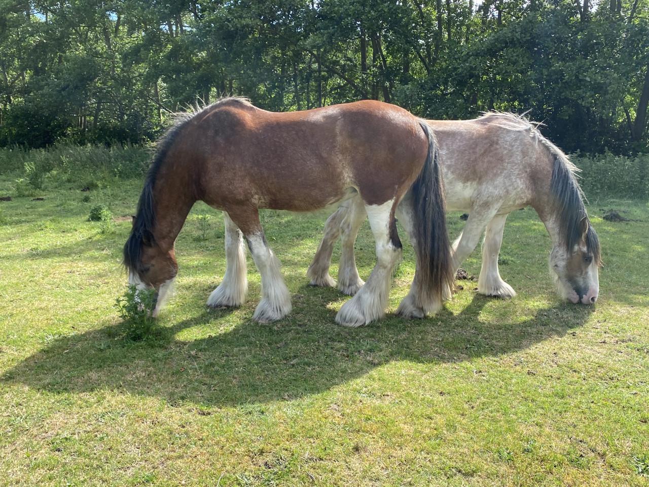 Te koop: 2 hele lieve Clydesdales (moeder & dochter)