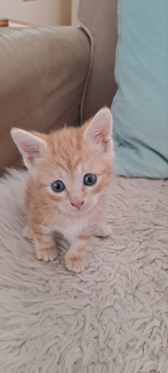 5 prachtige kittens nog 1 beschikbaar.