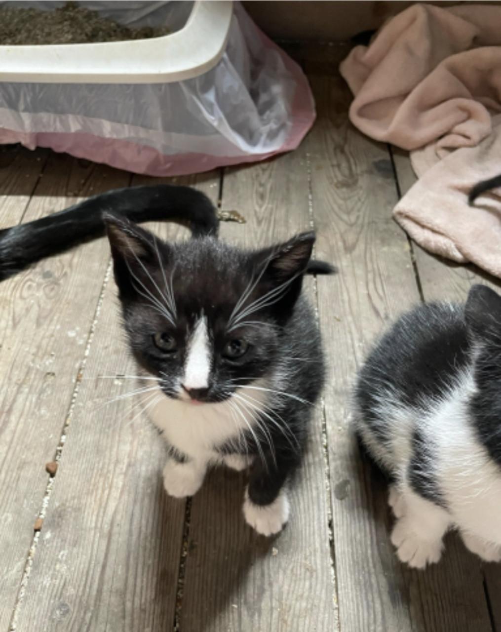 Gereserveerd. Kittens ( nog 1 zwart-witte beschikbaar)