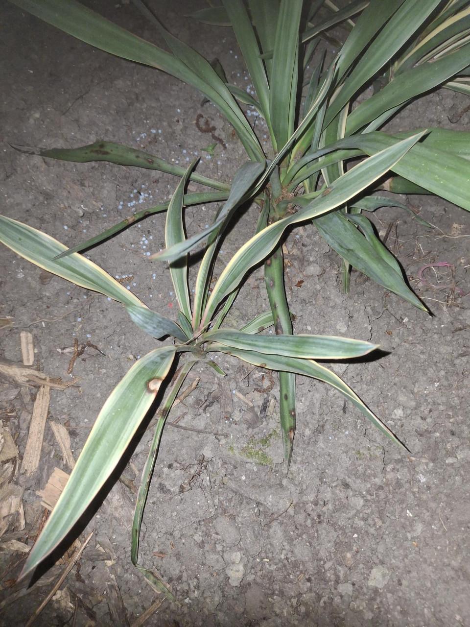 Yukka planten