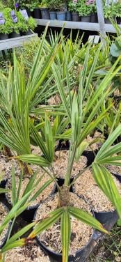Trachycarpus fortunei